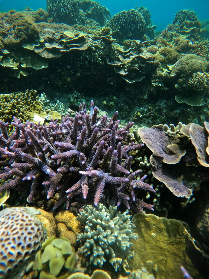 Le jardin de corail, intact