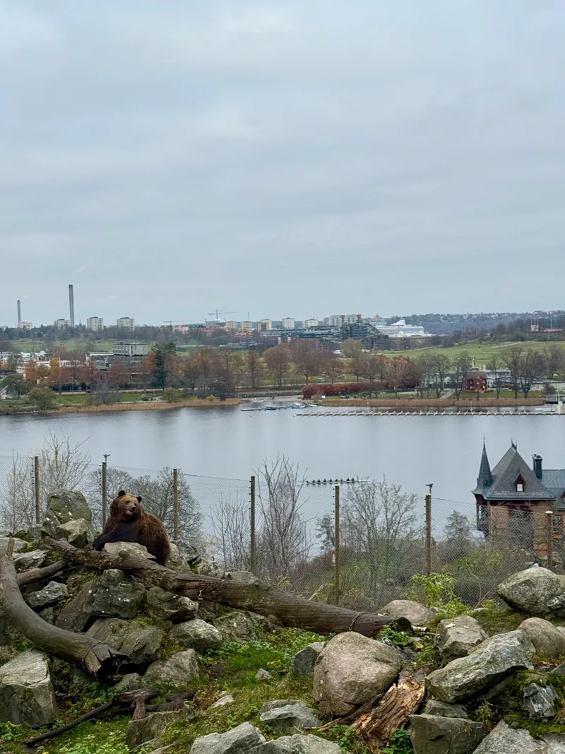 Les ours bruns de Skansen, l’eau en toile de fond avec un entraînement d’aviron