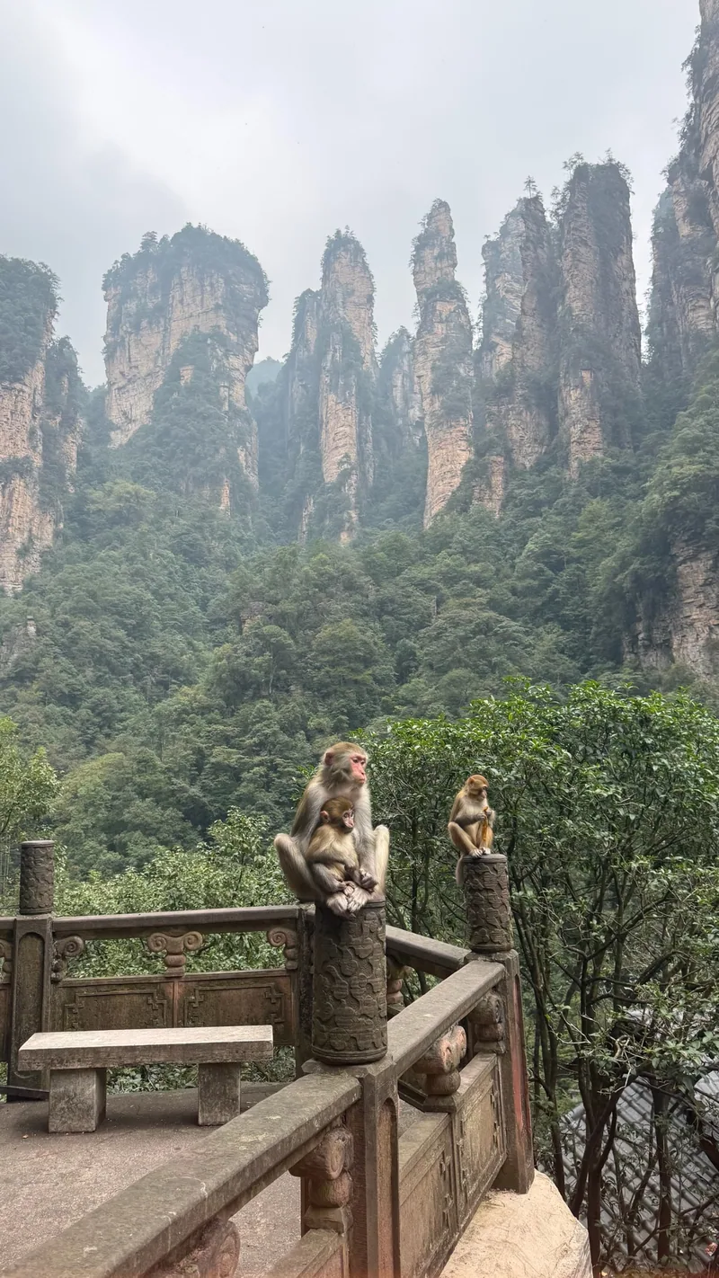 Le comité d’accueil au montagne d’Avatar