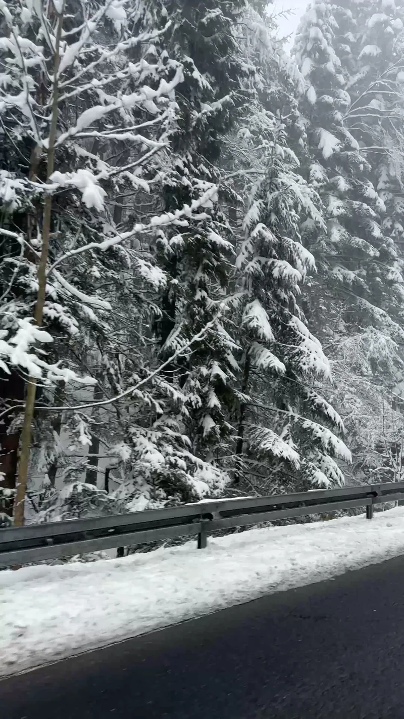 Fin mars, et la forêt des Beskides encore toute blanche